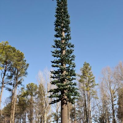 10 20 30 40 50 60 70 80 M Warm gedompeld gegalvaniseerd gecamoufleerde paal Palm / Pine Micro Fake Cell Tower Bomen 10 20 30 40 50 60 70 80 M