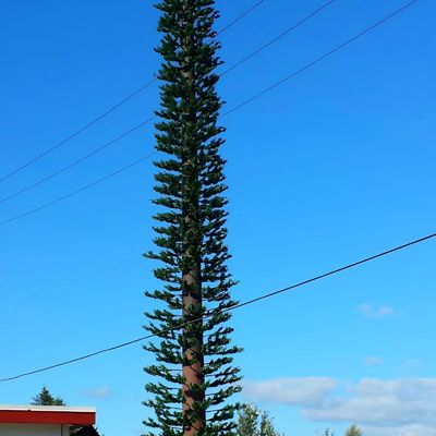 Communicatie Monopool Valse pijnboom celtoren ASTM A36 A572 Gr50 Celtoren vermomd als boom