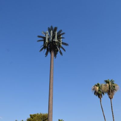 Aanpassing 20m-50m Communicatie Monopool Kunstmatige boom Cell Towers Telecom Palm Bionic Verkleed Boombal Toren