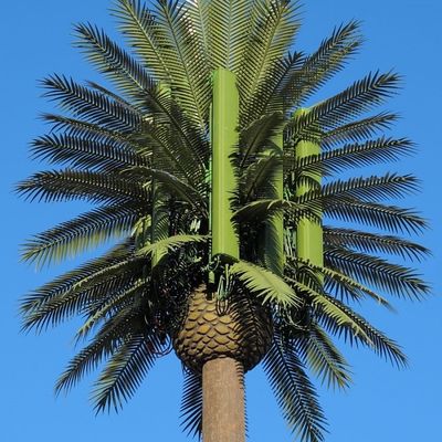 10 20 30 M Palmboom Valse boom Celtoren Gecamoufleerde Telecommunicatie 5-80M